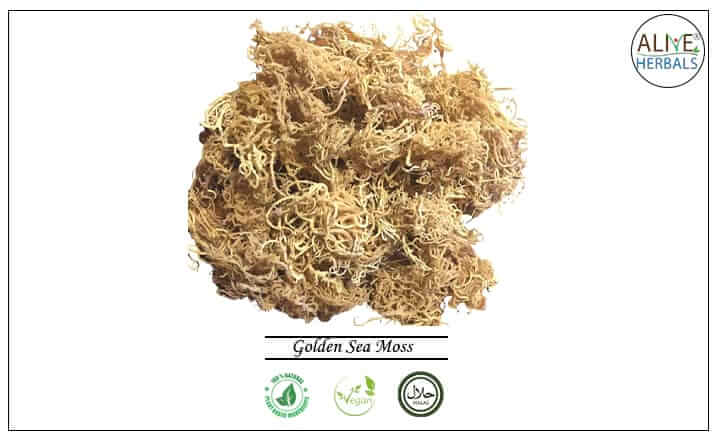 Golden Sea Moss - Buy from the health food store