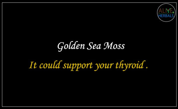 Golden Sea Moss - Buy from the online herbal store