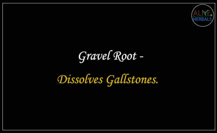 Gravel Root- Buy from the online herbal store