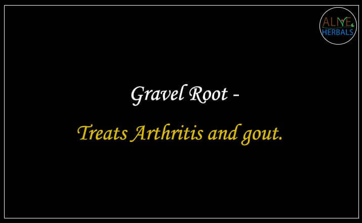 Gravel Root - Buy from the natural health food store