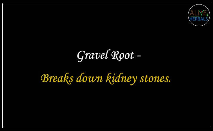 Gravel Root - Buy from the natural herb store