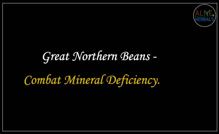 Great Northern Beans - Buy From the beans store