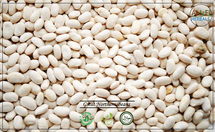 Great Northern Beans - Buy From the Health Food Store