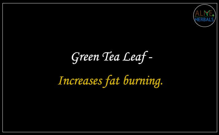 Green Tea Leaf - Buy from the Health Food Store