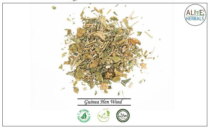 Guinea Hen Weed - Buy from the health food store