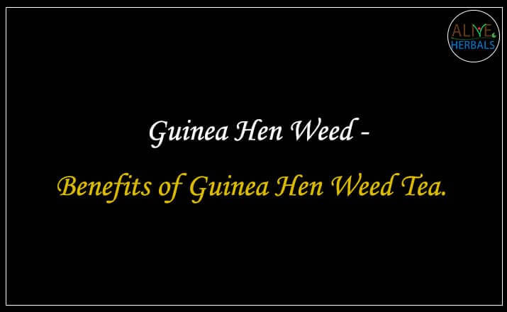Guinea Hen Weed - Buy from the online herbal store