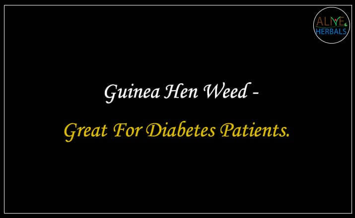 Guinea Hen Weed - Buy from the natural health food store
