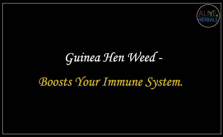 Guinea Hen Weed - Buy from the natural herb store