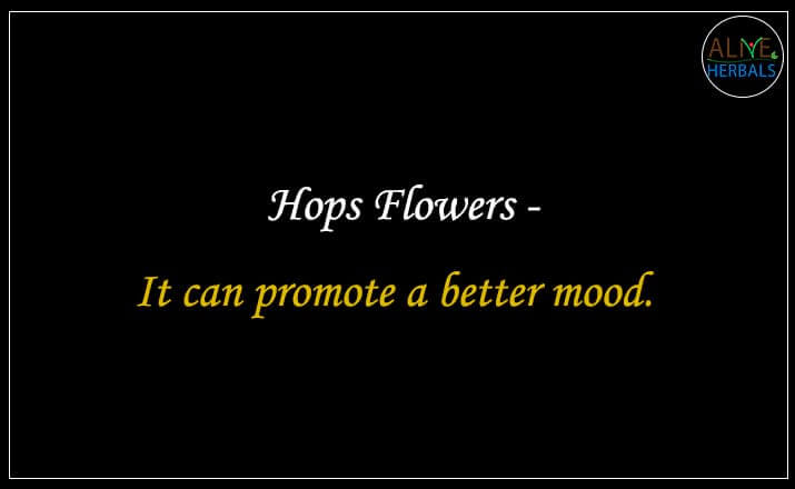 Hops Flowers - Buy from the natural herb store