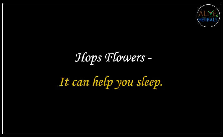 Hops Flowers - Buy from the health food store
