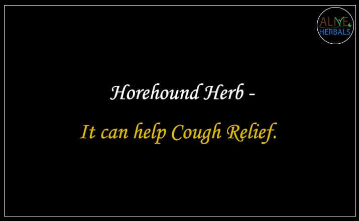 Horehound Herb - Buy from the health food store