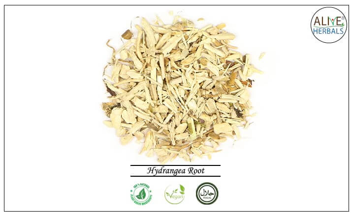 Hydrangea Root - Buy from the natural health food store