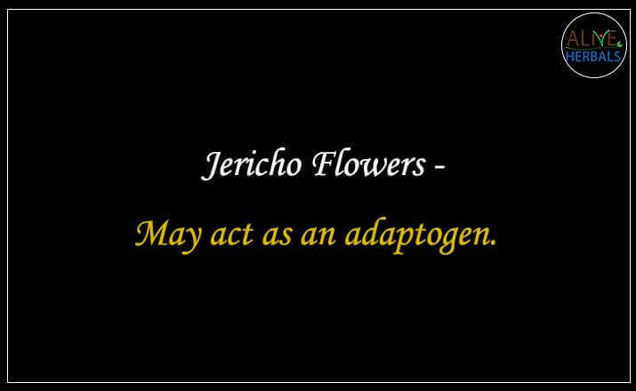 Jericho Flowers - Buy from the natural herb store