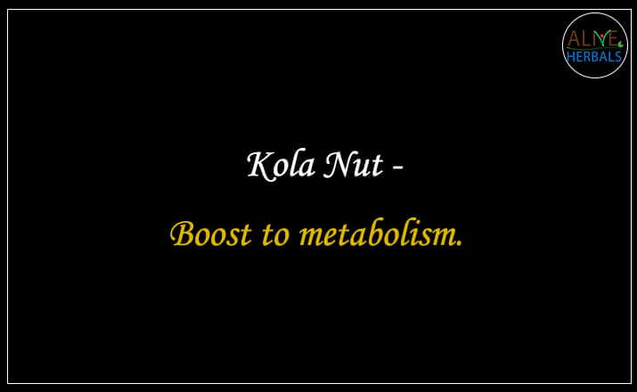 Kola Nut - Buy from the natural herb store