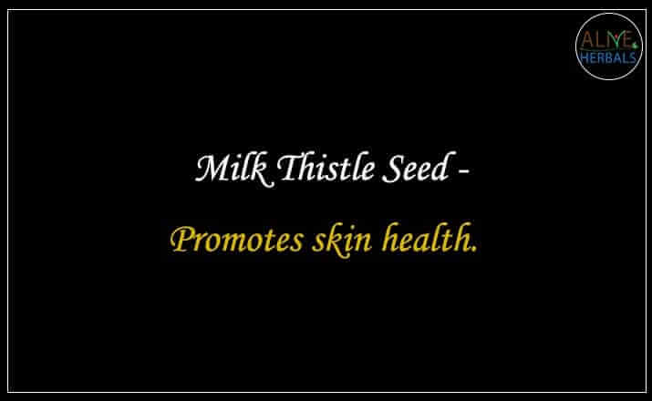 Milk Thistle Seed - Buy from the online herbal store