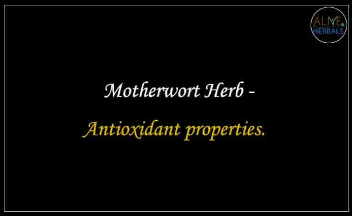 Motherwort Herb - Buy from the natural herb store