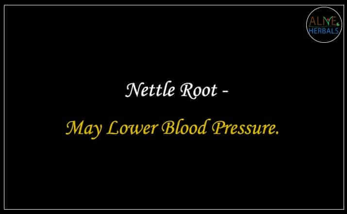 Nettle Root - Buy from the online herbal store