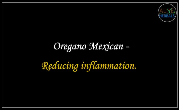 Oregano Mexican - Buy from the natural health food store