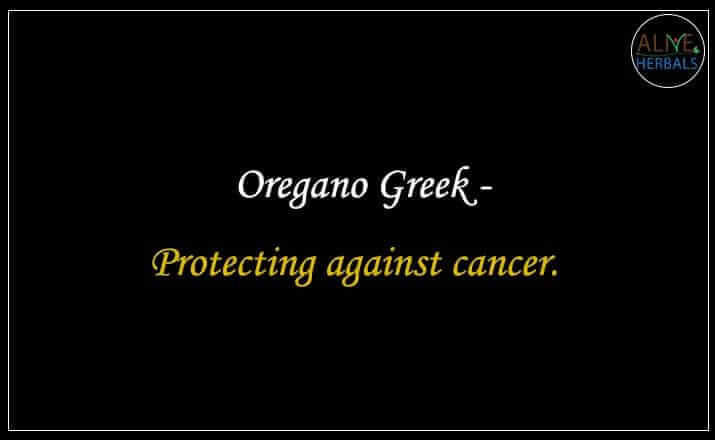 Oregano Greek - Buy from the online herbal store