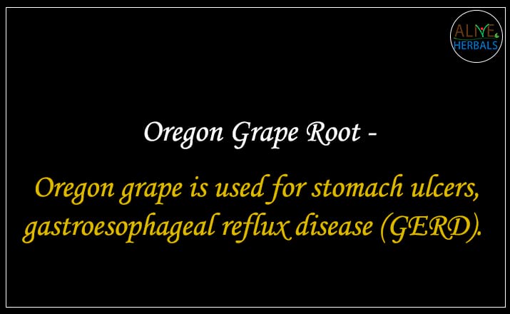 Oregon Grape Root - Buy from the natural herb store