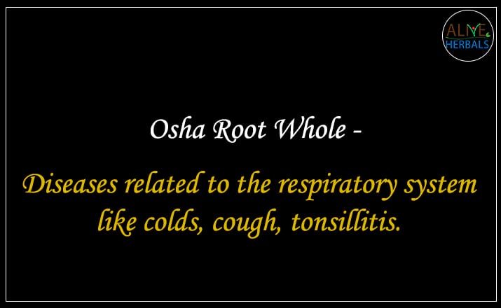 Osha Root - Buy from the online herbal store