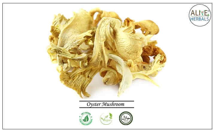 Oyster Mushroom - Buy from the health food store