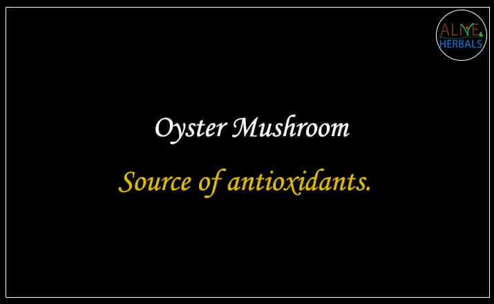 Oyster Mushroom - Buy from the online herbal store