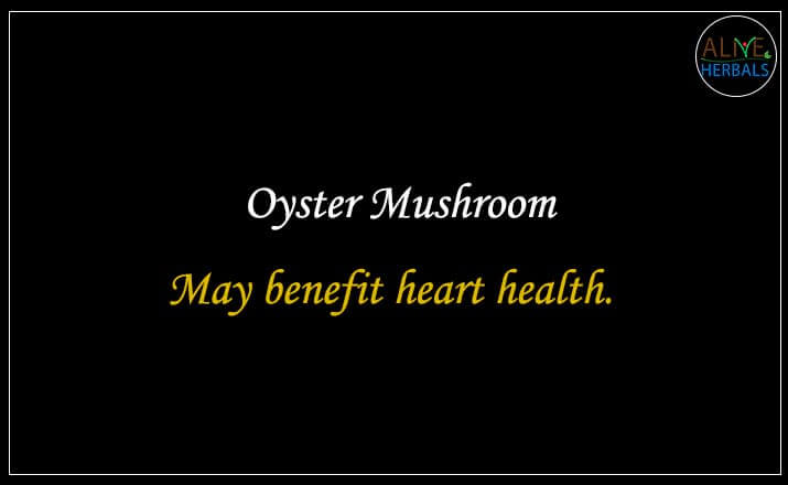 Oyster Mushroom - Buy from the natural health food store