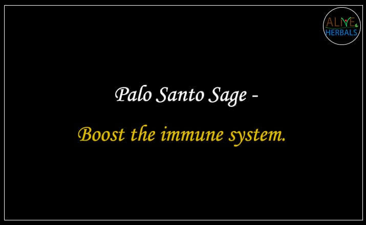 Palo Santo Sage - Buy from the natural health food store