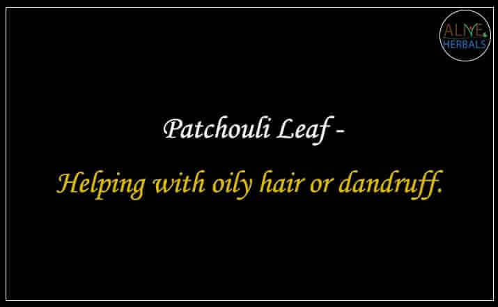 Patchouli Leaf - Buy from the natural health food store