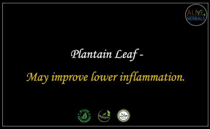 Plantain Leaf - Buy from the natural health food store