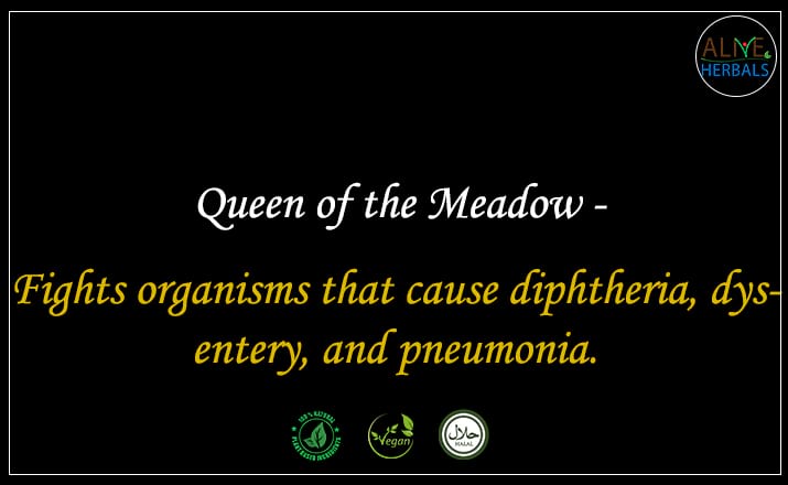 Queen of the Meadow - Buy from the online herbal store