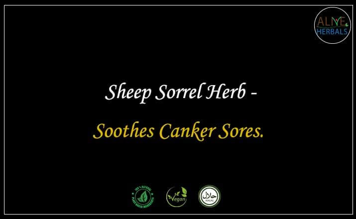 Sheep Sorrel Herb - Buy from the natural health food store