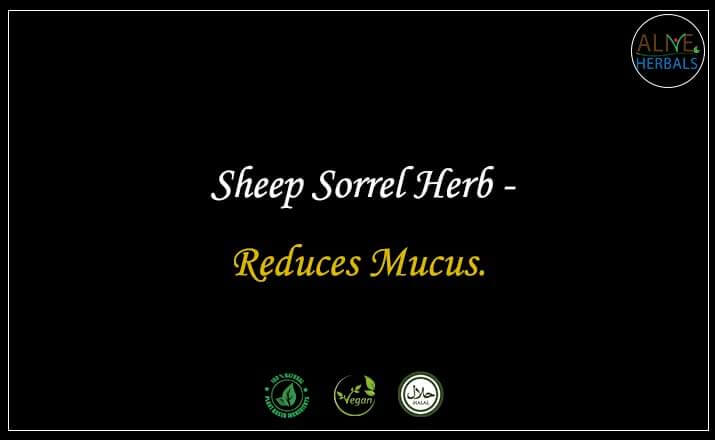 Sheep Sorrel Herb - Buy from the natural herb store