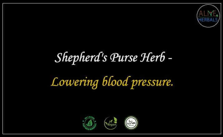 Shepherd's Purse Herb - Buy from the natural health food store