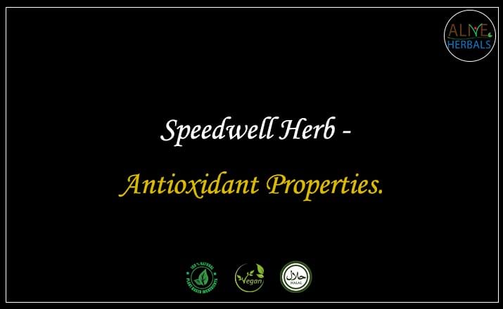 Speedwell Herb - Buy from the natural herb store