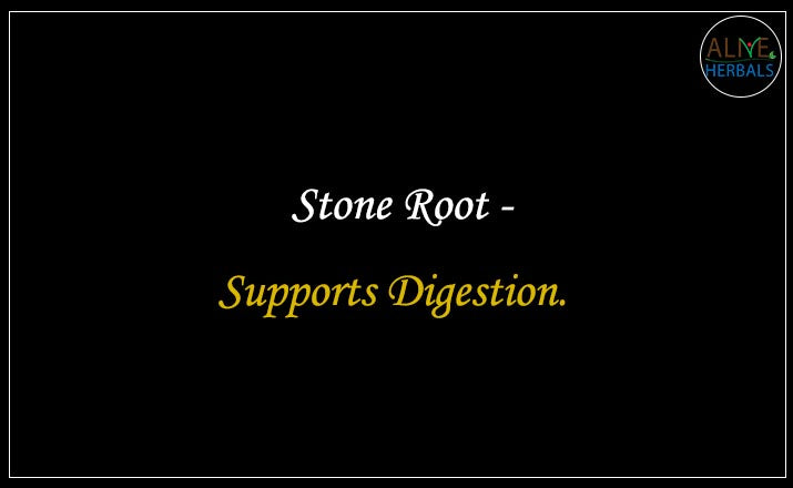 Stone Root - Buy from the natural health food store