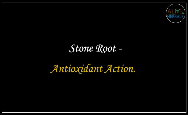 Stone Root - Buy from the natural herb store