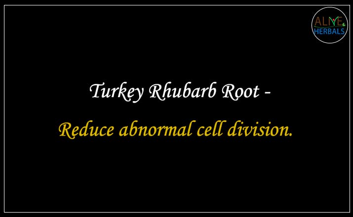 Turkey Rhubarb Root - Buy from the natural health food store