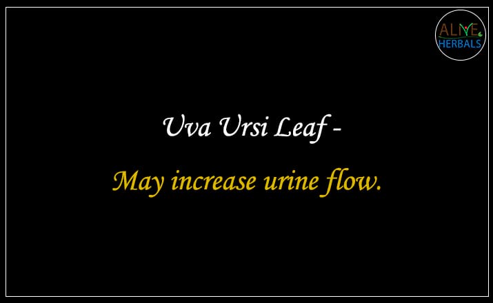 Uva Ursi Leaf - Buy from the online herbal store