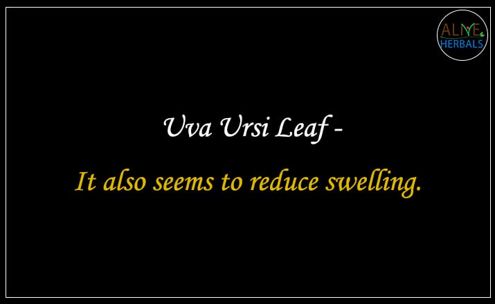 Uva Ursi Leaf - Buy from the natural health food store