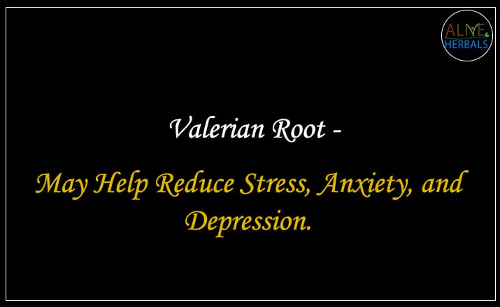 Valerian Root - Buy from the natural health food store
