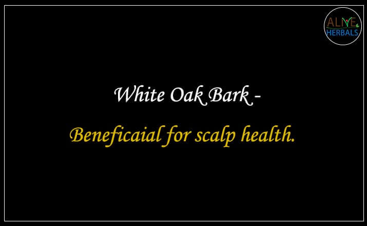 White Oak Bark - Buy from the natural health food store