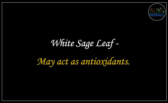 White Sage Leaf - Buy from the natural herb store