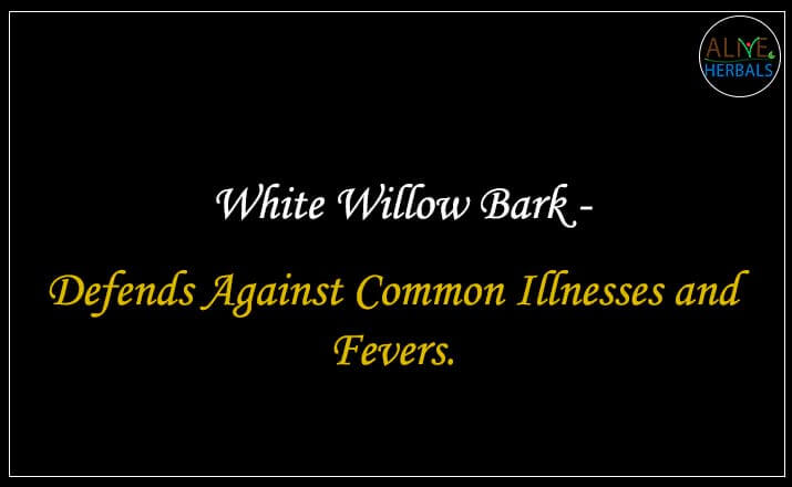 White Willow Bark - Buy from the natural health food store