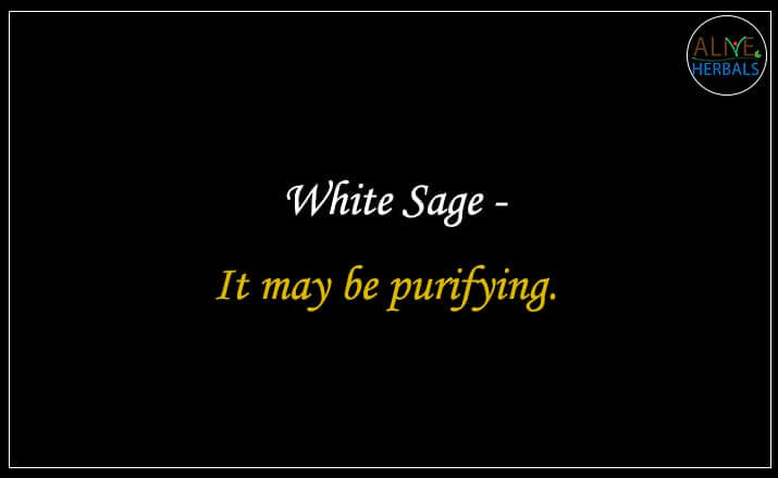 White Sage - Buy from the natural herb store