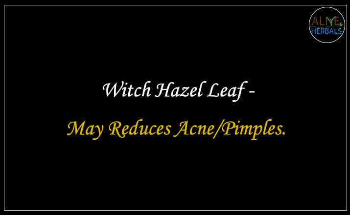 Witch Hazel Leaf - Buy at the Herbal Store Online at Brooklyn, NY, USA - Alive Herbals.