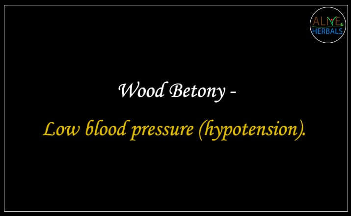 Wood Betony - Buy from the online herbal store