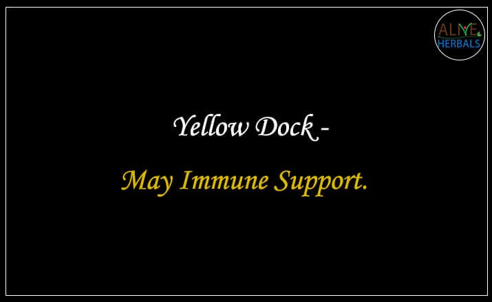 Yellow Dock - Buy from the natural health food store