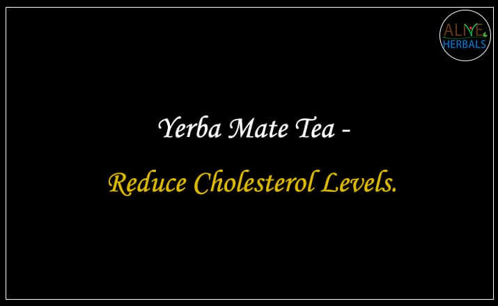 Yerba Mate Tea - Buy from the Tea Store Brooklyn